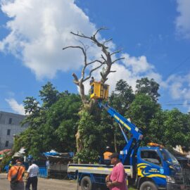 FLLAJ Kabupaten Belitung dan Tim Gabungan Tebang pohon Besar Depan Bank BRI Tanjungpandan